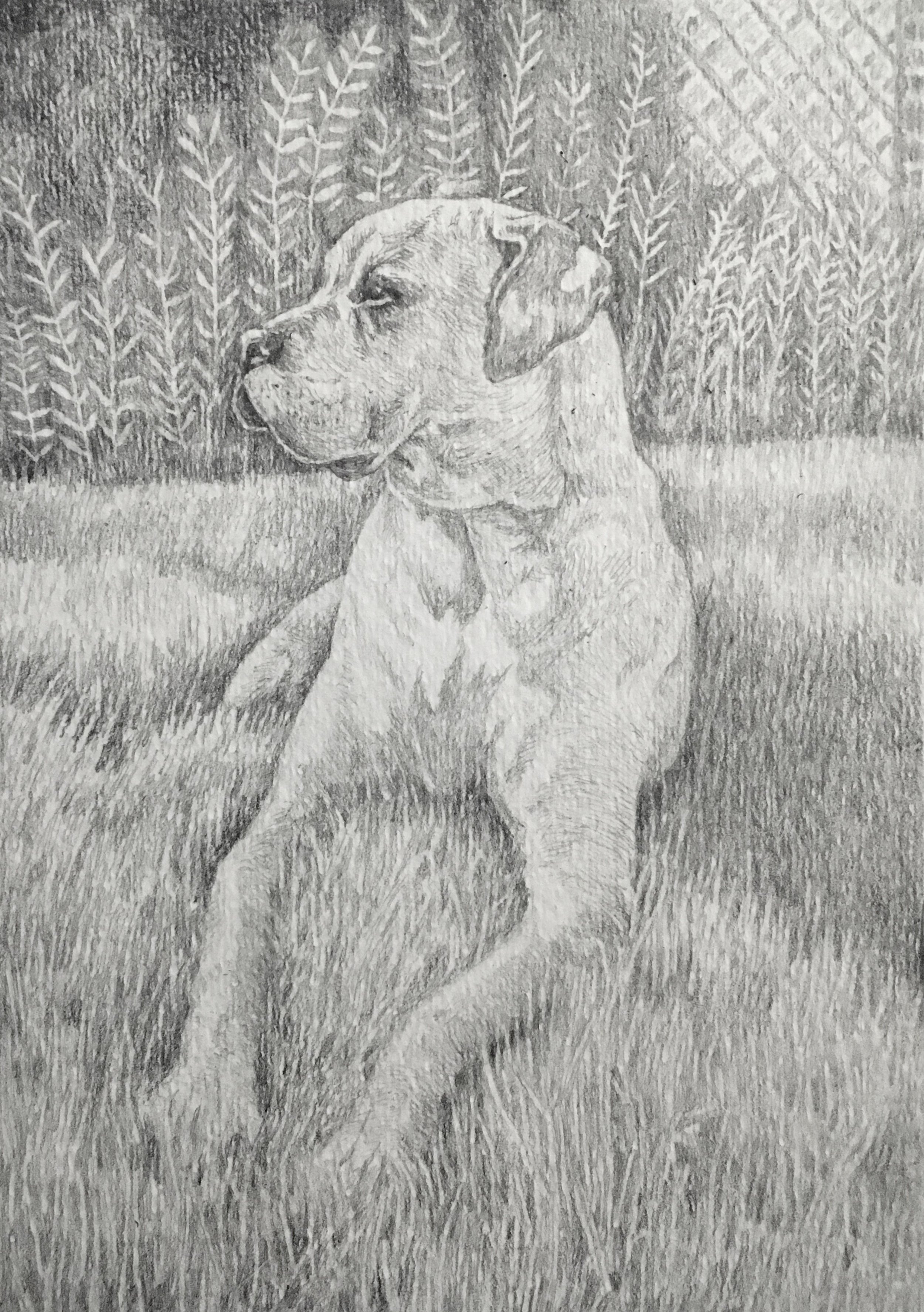 An example of a pet portrait in graphite