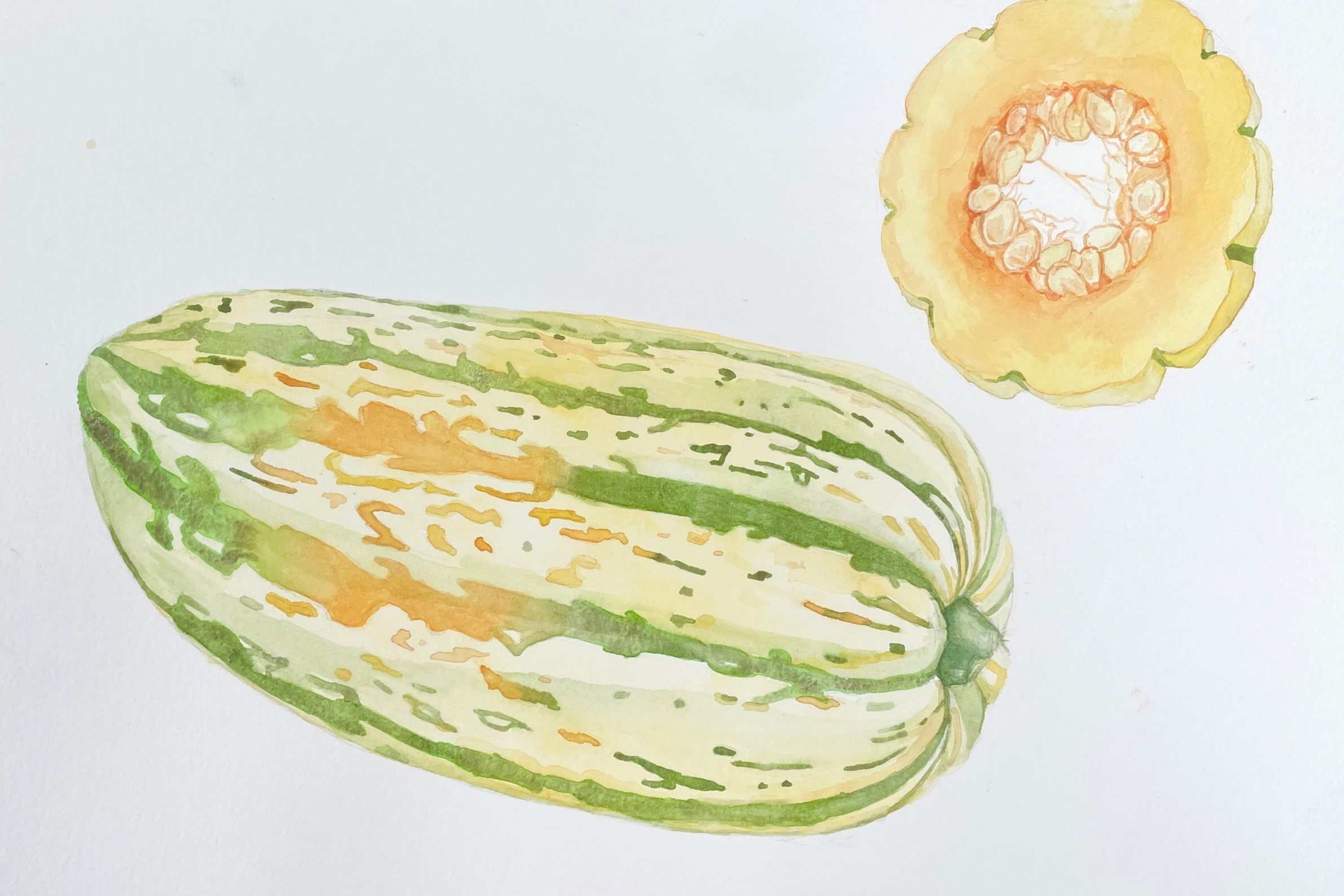 Delicata Squash. 9" x 12". Watercolor on paper. 2025