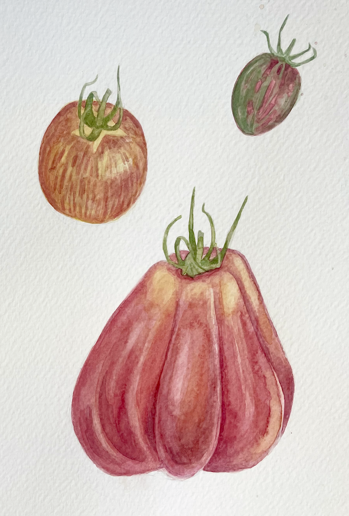 hope acre tomatoes smaller.png