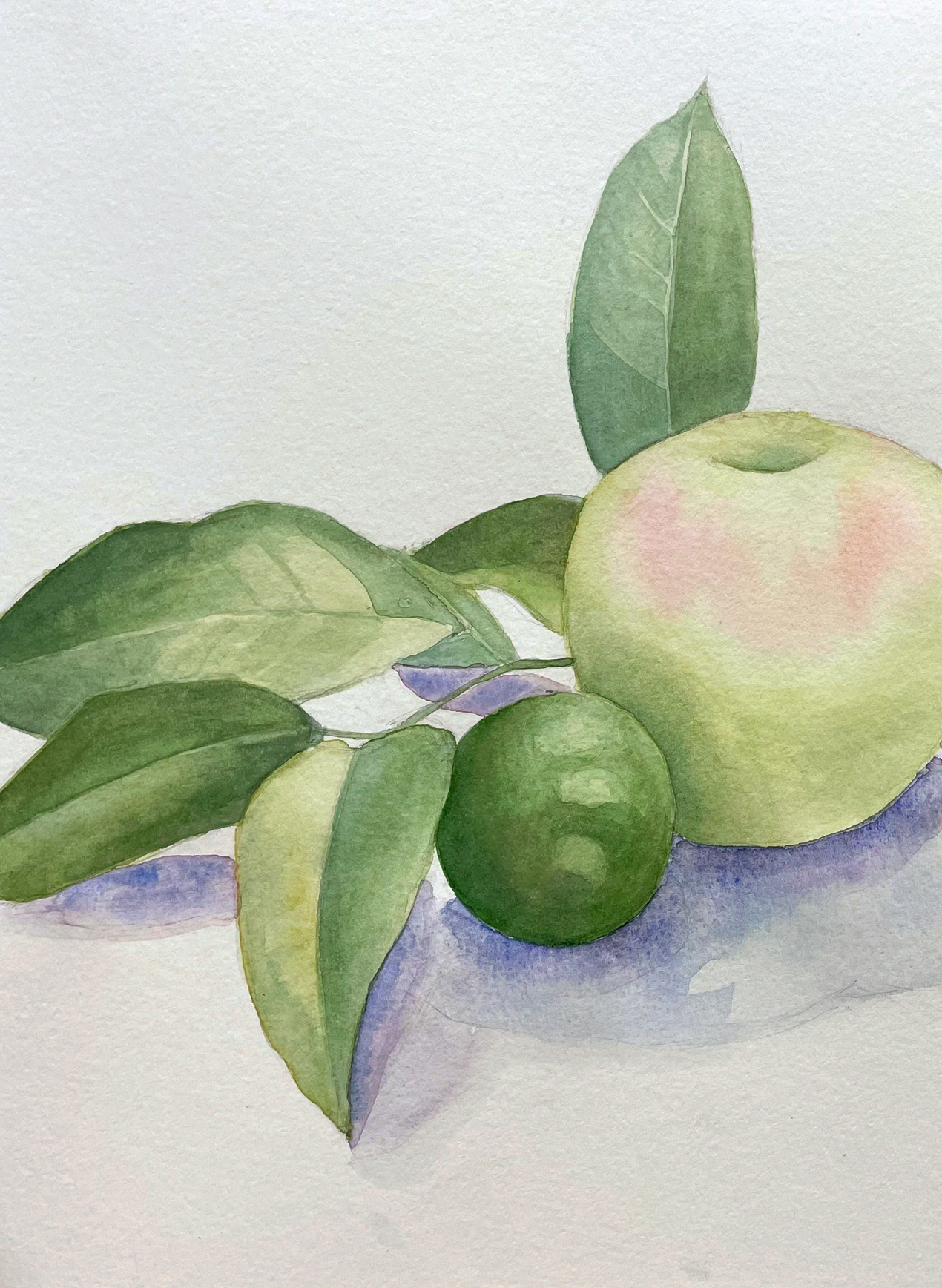 cropped lemon foliage and apple and lime.webp