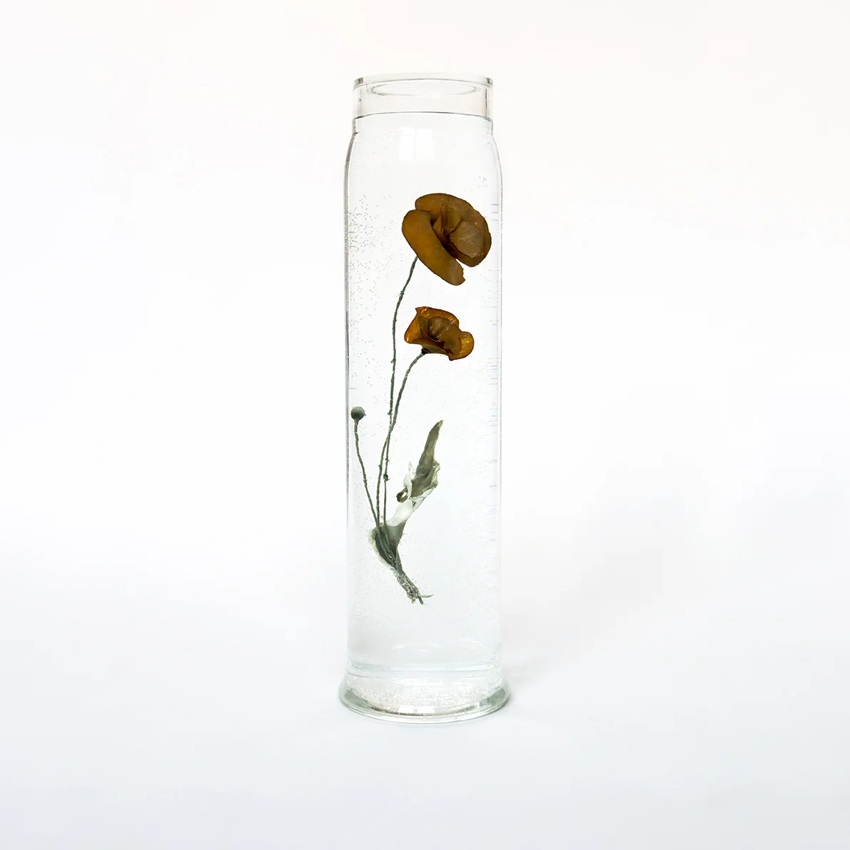 Paddy Hartley, Papaver Rhoeas, 2015