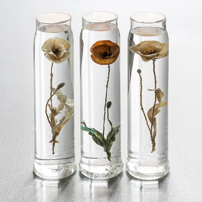 Paddy Hartley, Papaver Rhoeas, 2015