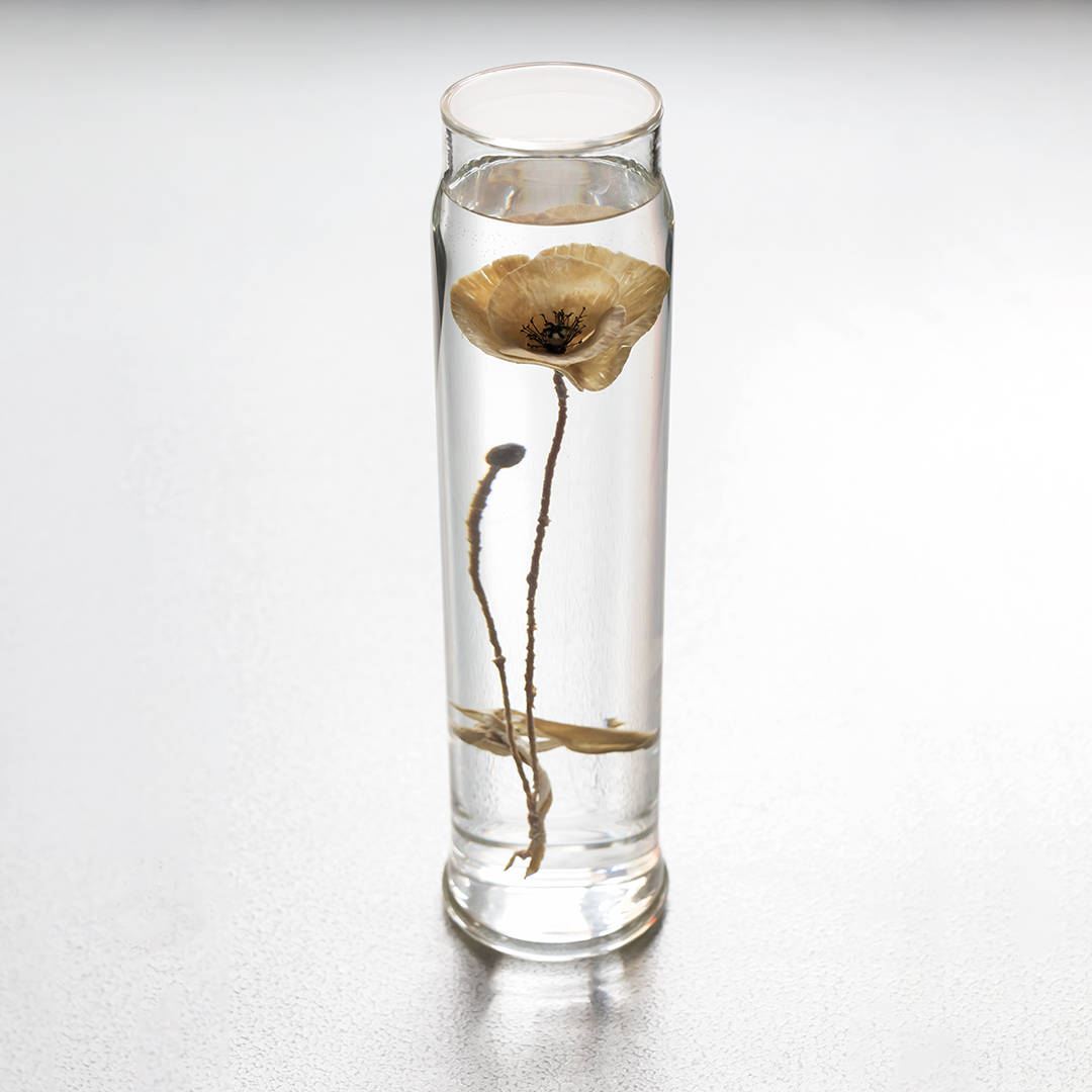 Paddy Hartley, Papaver Rhoeas, 2015