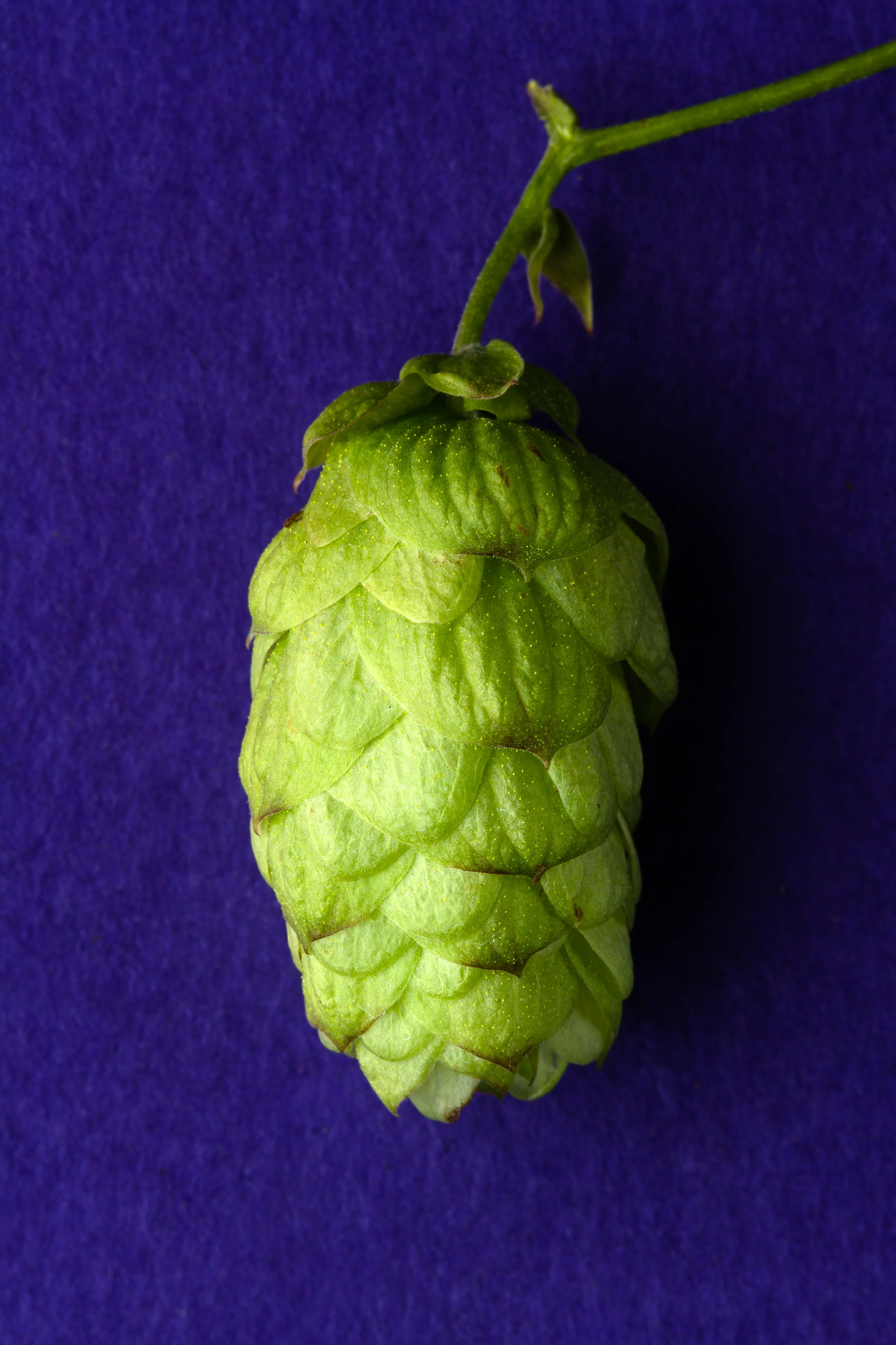 28-69-HopVariety-Studio-15.09.09-TGP-FIRST GOLD-webfolio-72dpi.jpg