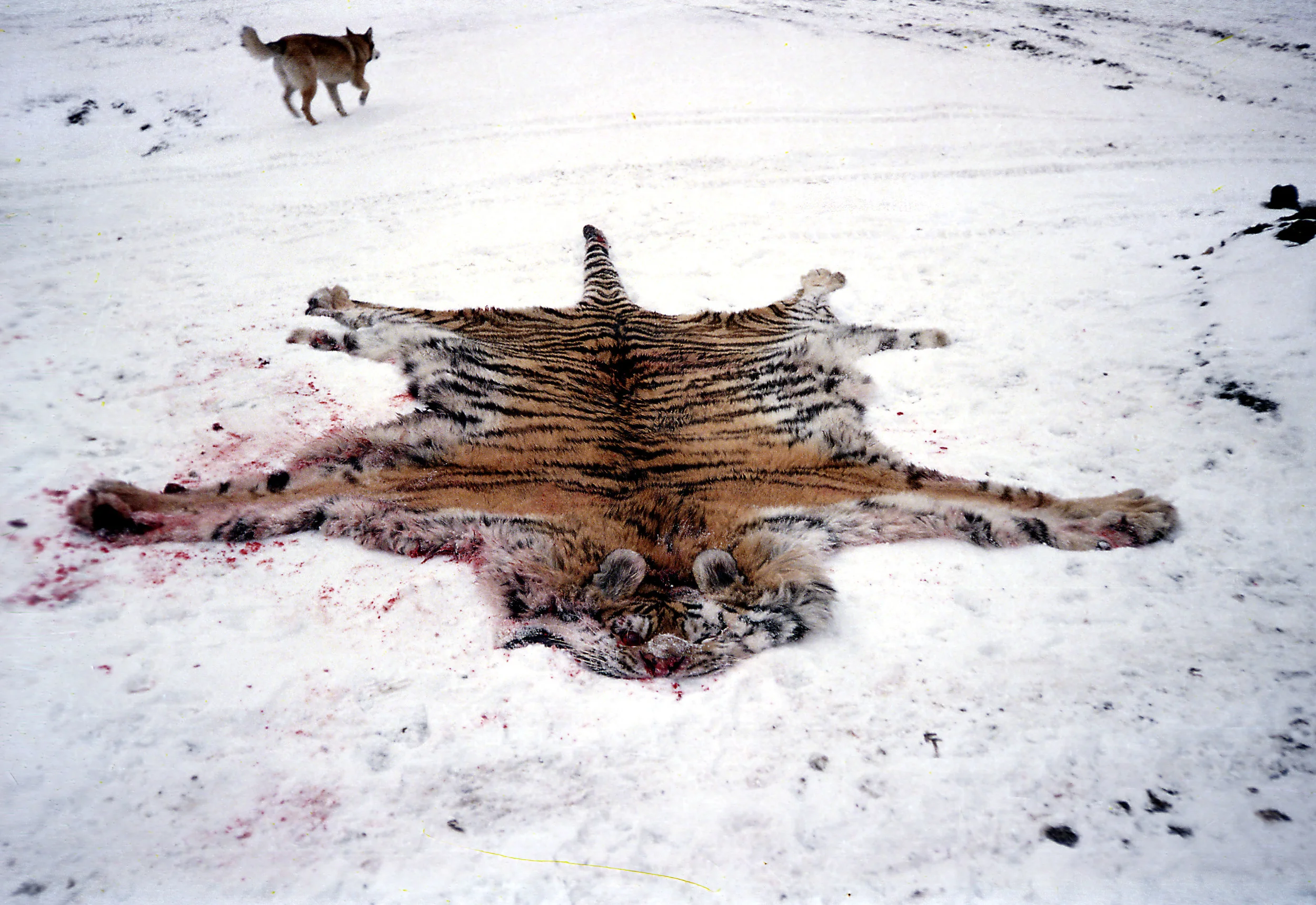 INDEX FILM STILLS Dead Tiger & Dog.jpg