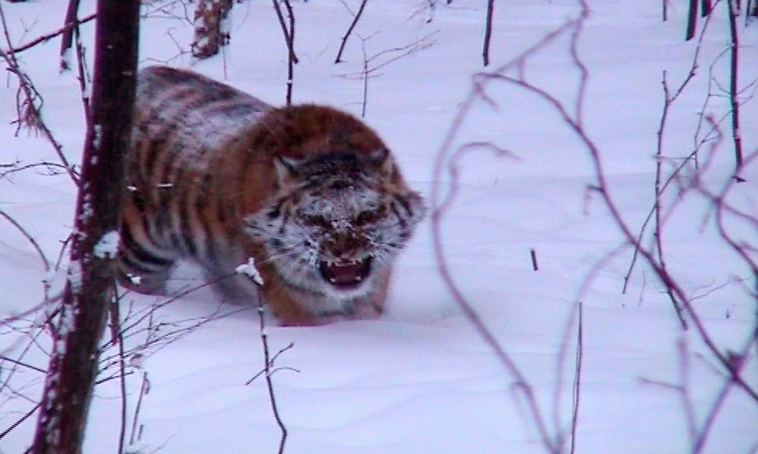 05_Tiger_Stalk-WEB.jpg