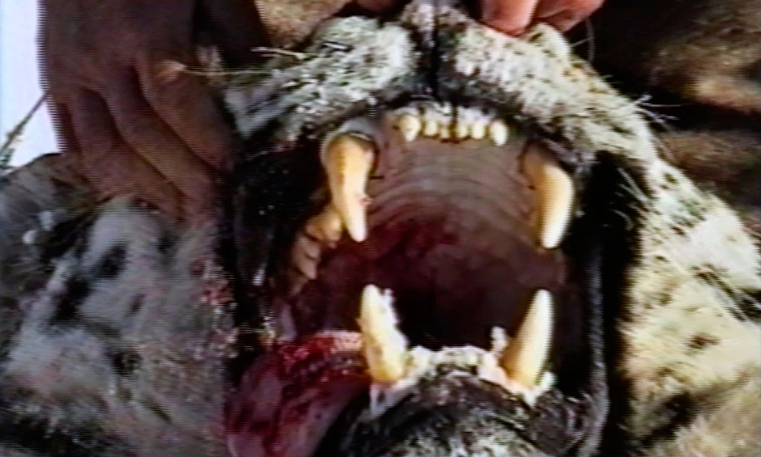 10_Tiger_Jaws-WEB.jpg