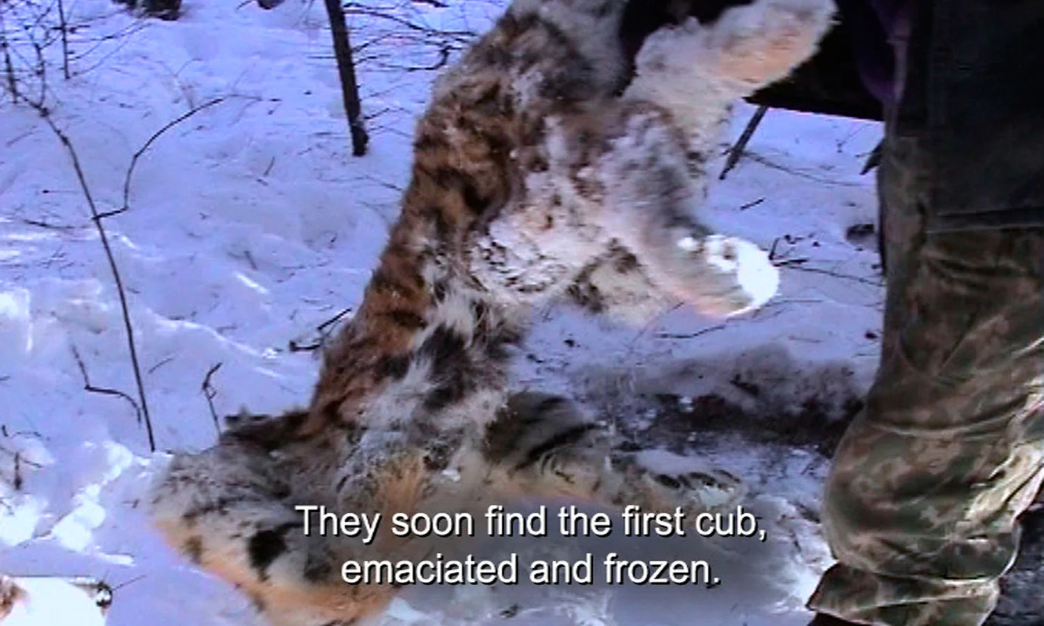 12_Frozen_Cub-WEB.jpg
