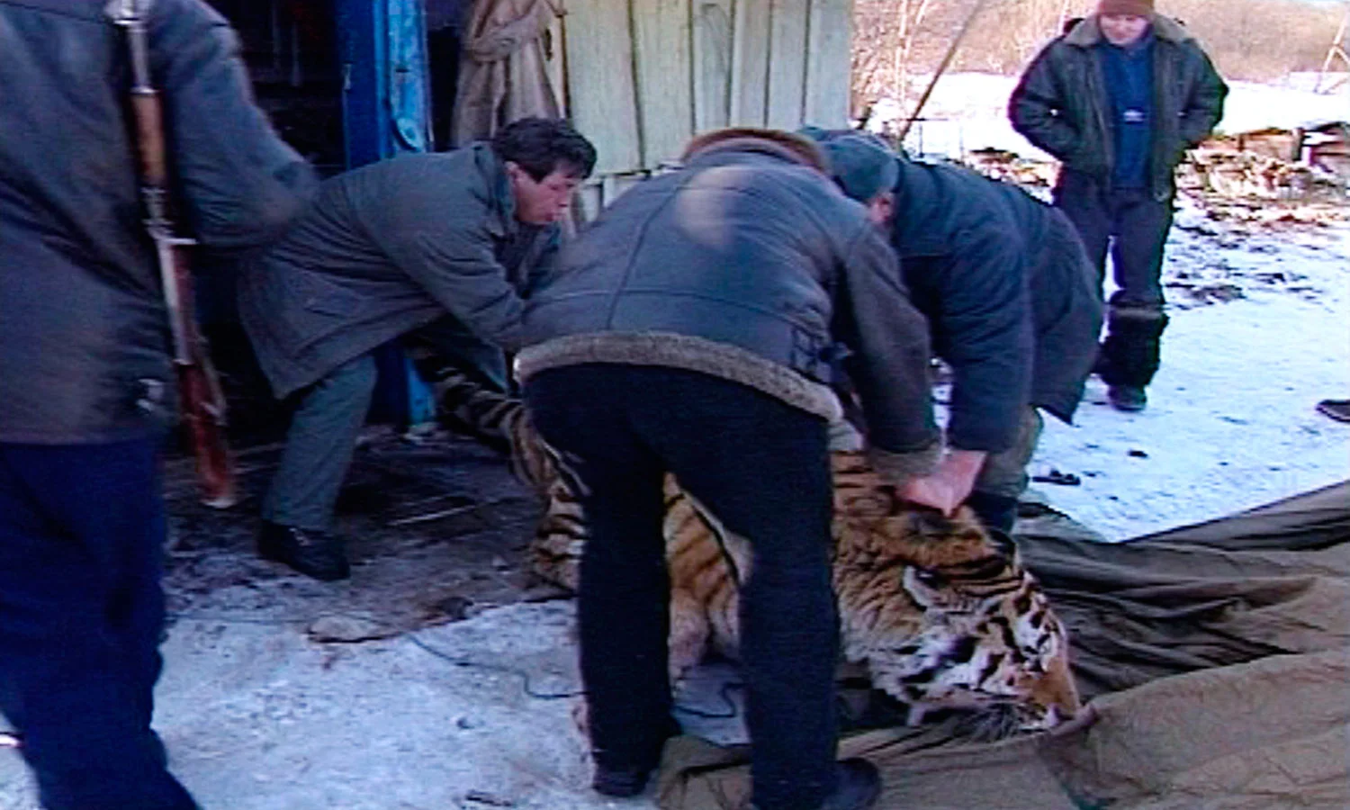 11_Tiger_Shed-WEB.jpg