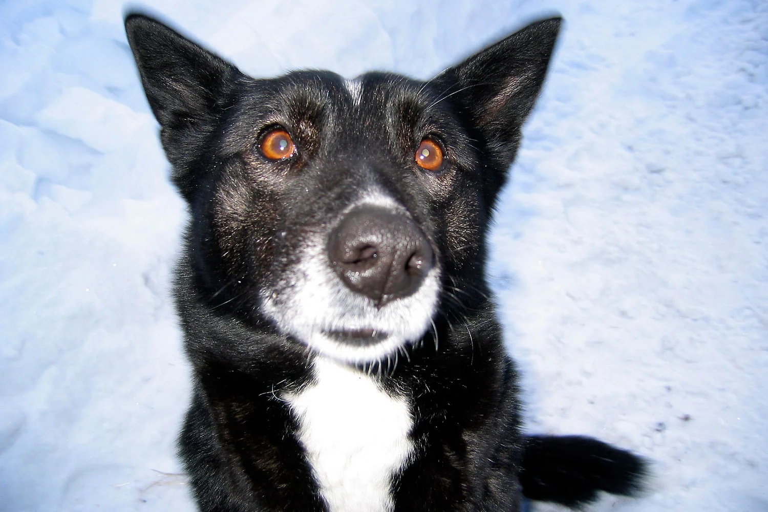 08-Yuri's-Hunting-Dog-WEB.jpg