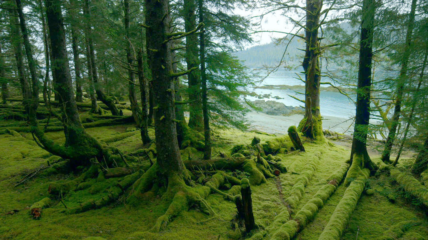 TANU, HAIDA GWAII