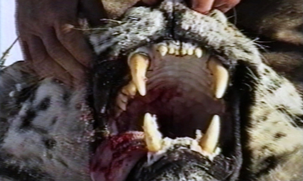 INDEX CT Trailer Thumb.jpg