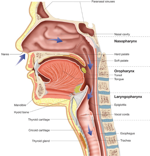 upper_airway.jpeg