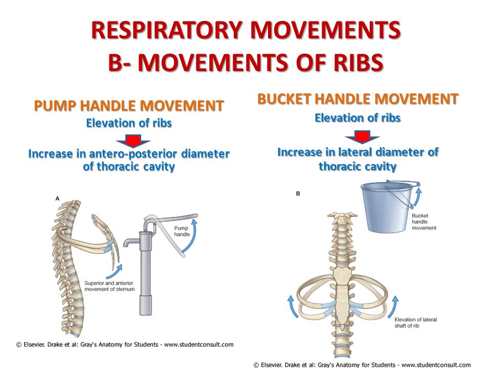 Getting A Handle On Our Ribs — Hands On Therapeutics