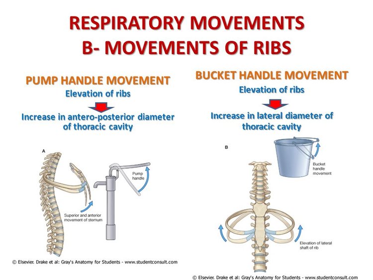 Normal Rib Position Getting A Handle On Our Ribs — Hands On Therapeutics