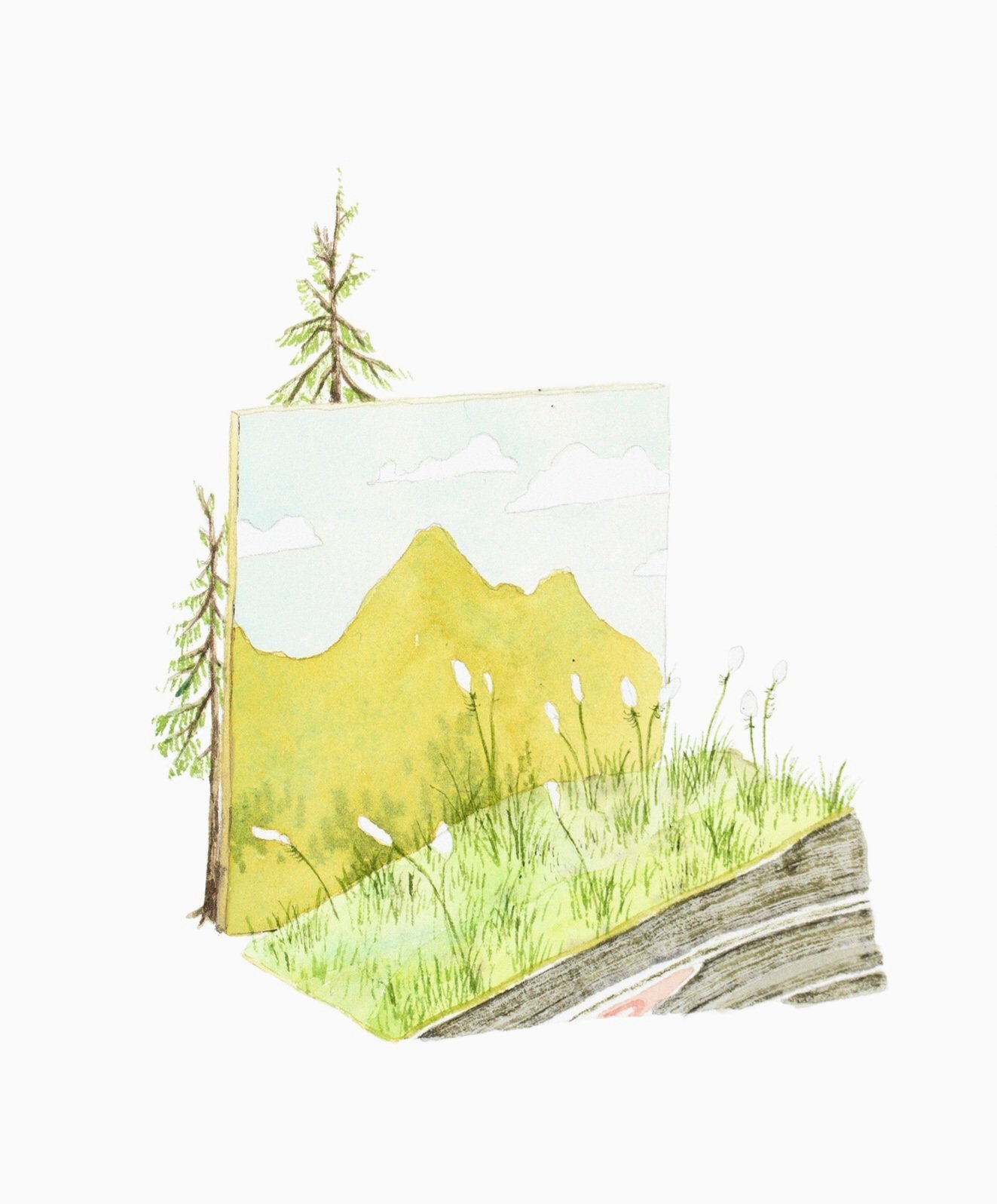 "Alpine Wandering (Bear Grass)" / Watercolor on paper / 10"X8"