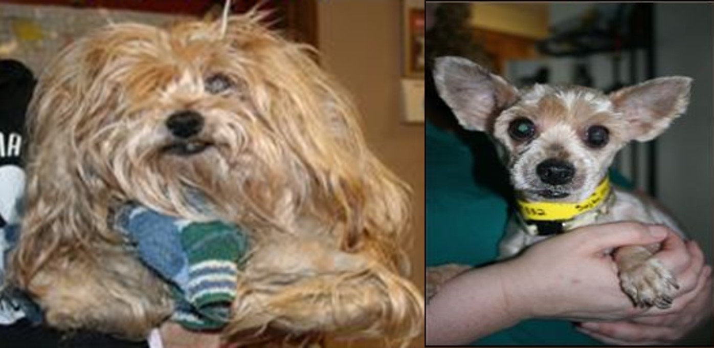 Ellie Before and After