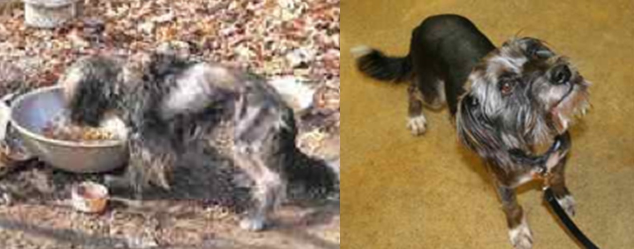 Moli Before and After