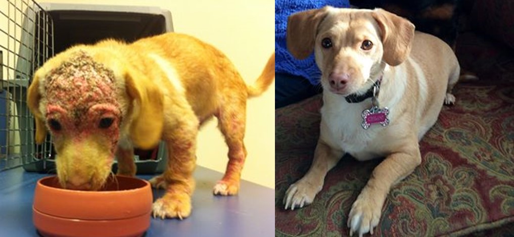 pinky before and after