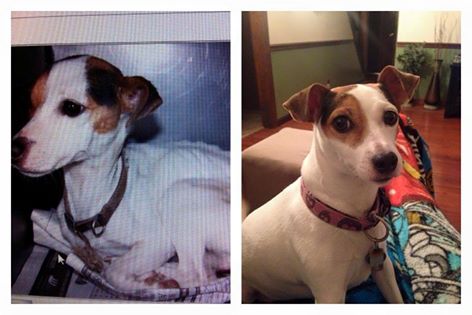Piper before and after