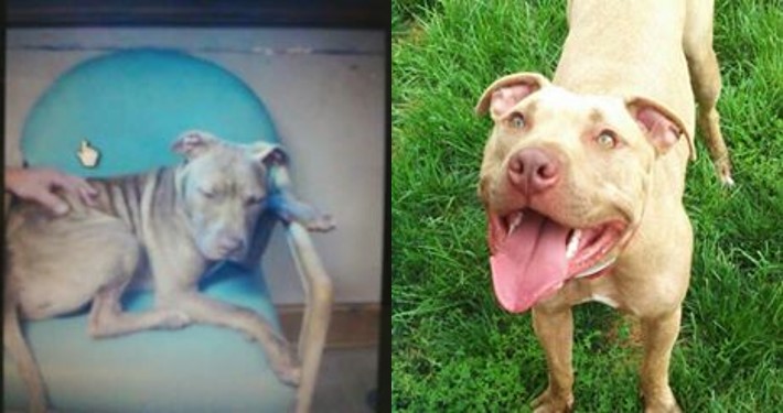 Vaughn before and after