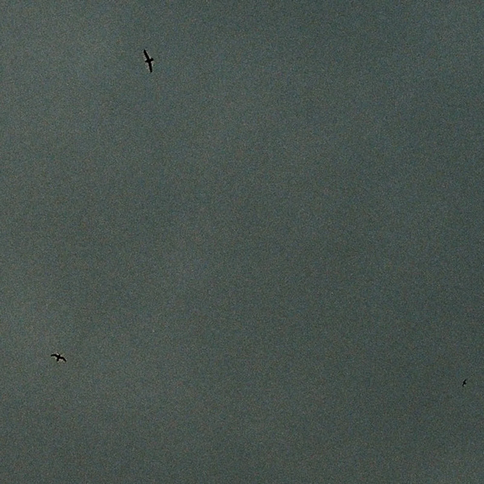 03 winnowing snipes.jpeg