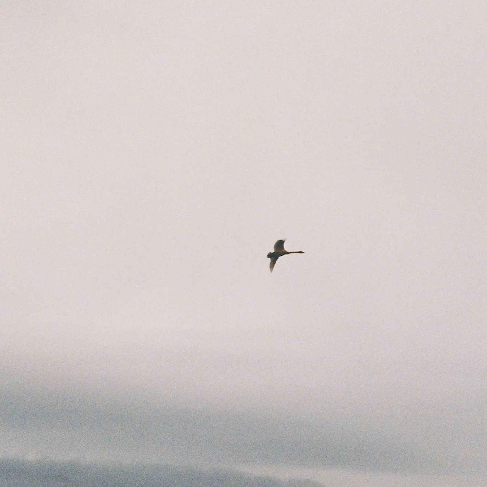 01 river swan crossing.JPG