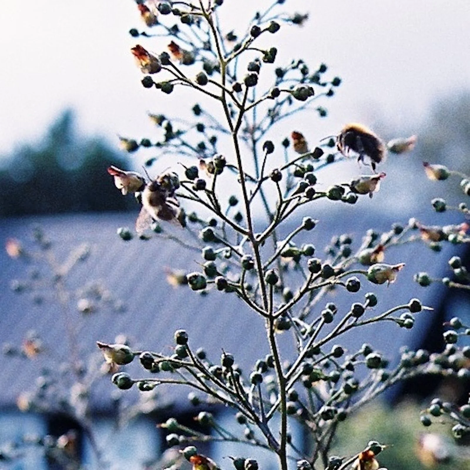 02 botanical garden bees.JPG