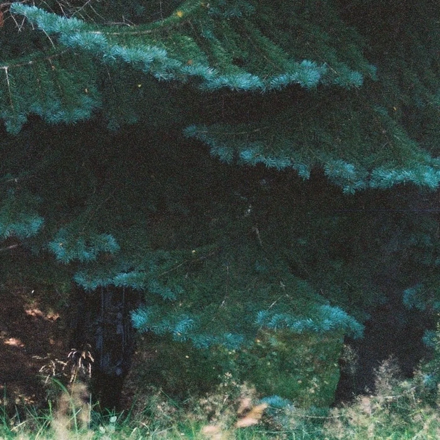 07 forest exchange.JPG