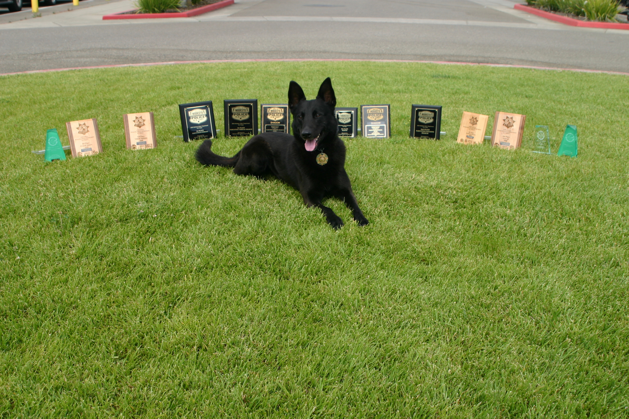 An SCSO K9 basks in the sun for a moment of rest with well-deserved awards.