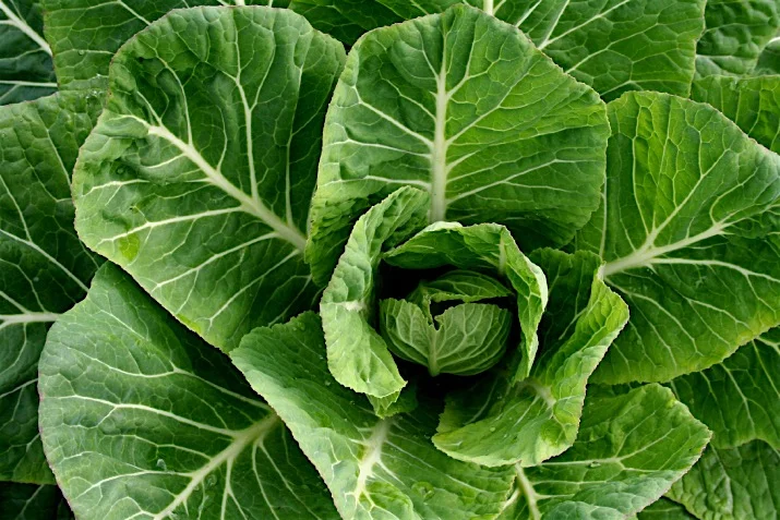 Collard_Greens1_0.jpg