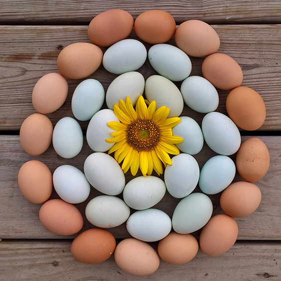 Local Cooling Farms Eggs.jpg