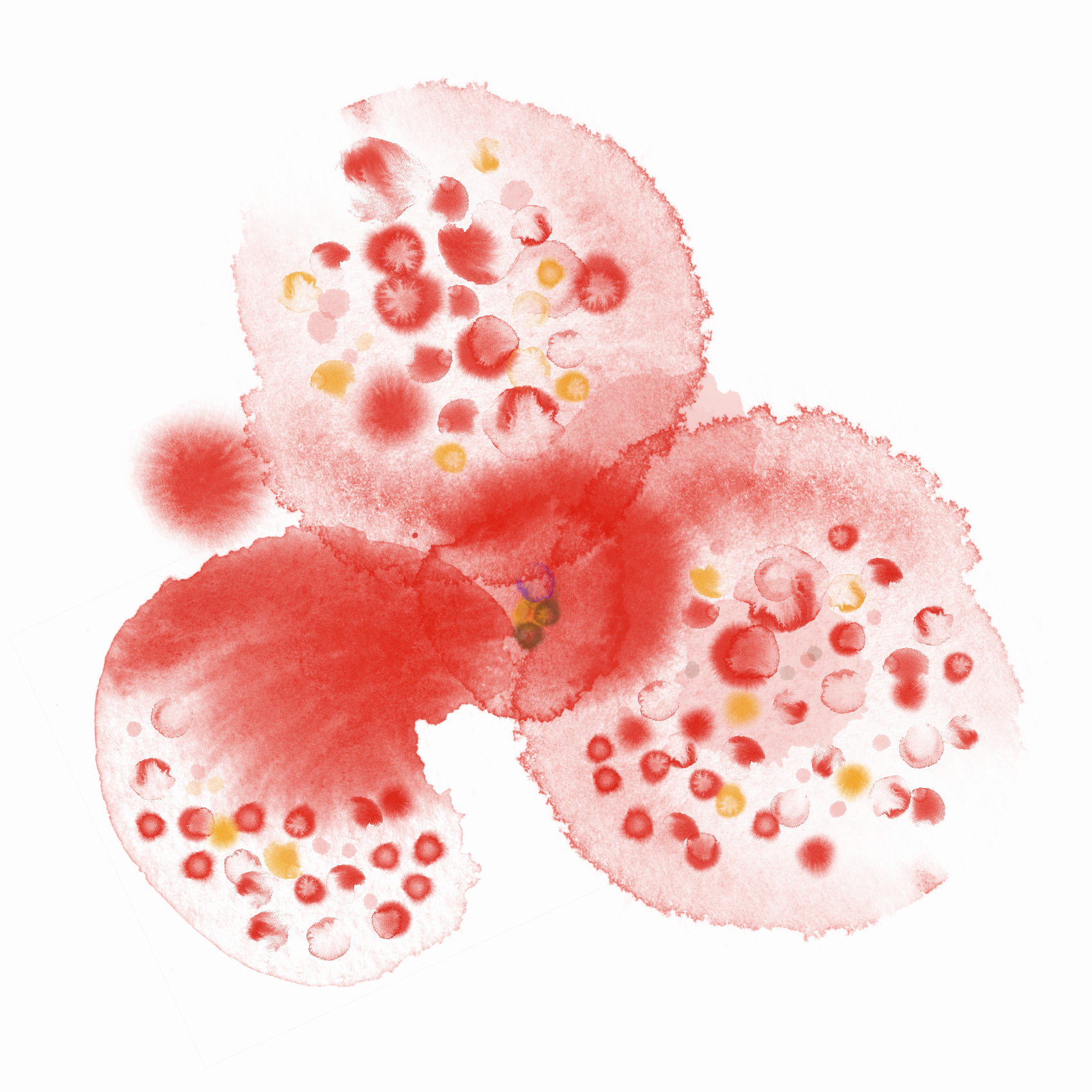 orchidee.png