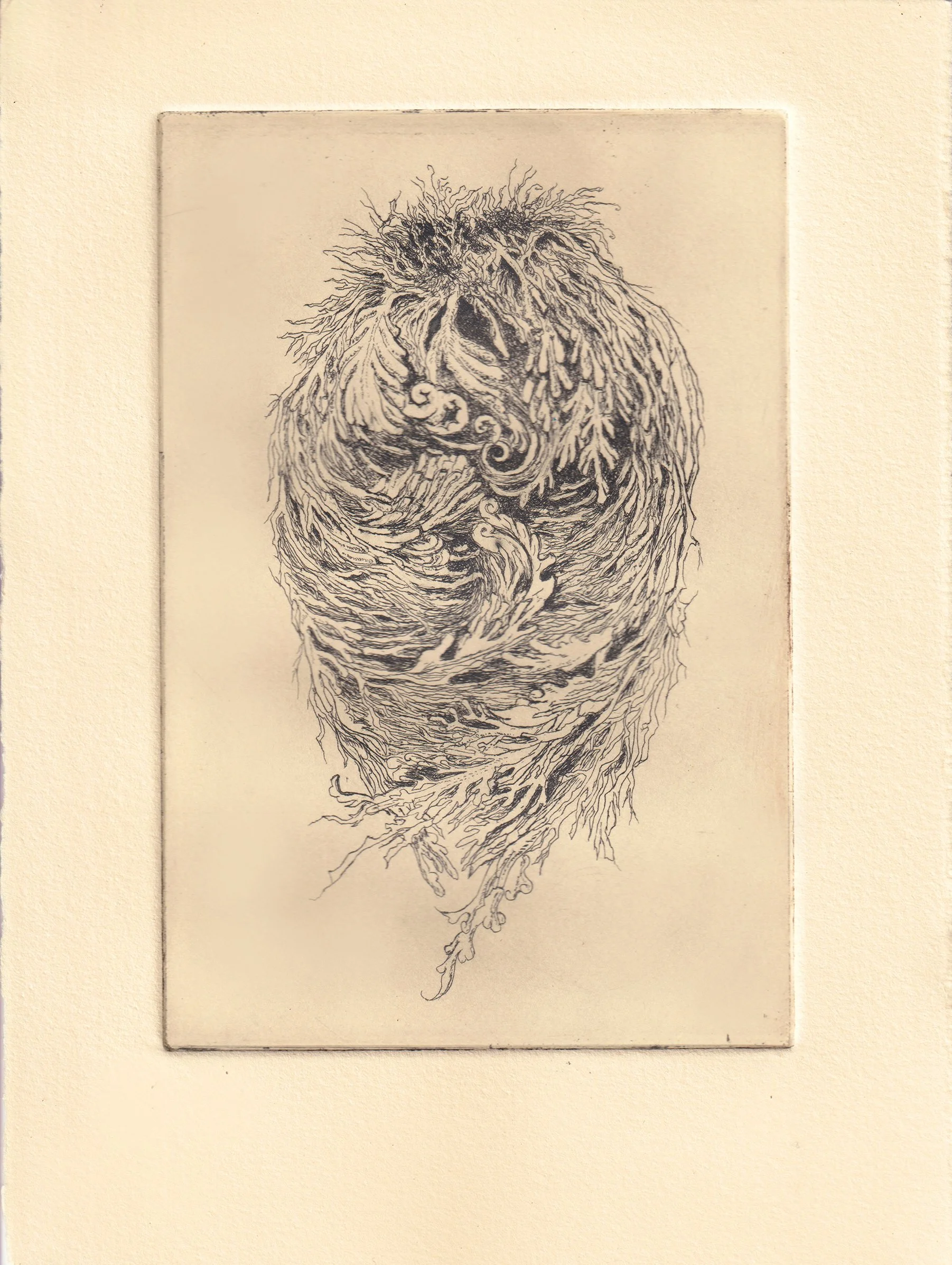 bloom and residue rose of jericho etching.jpg