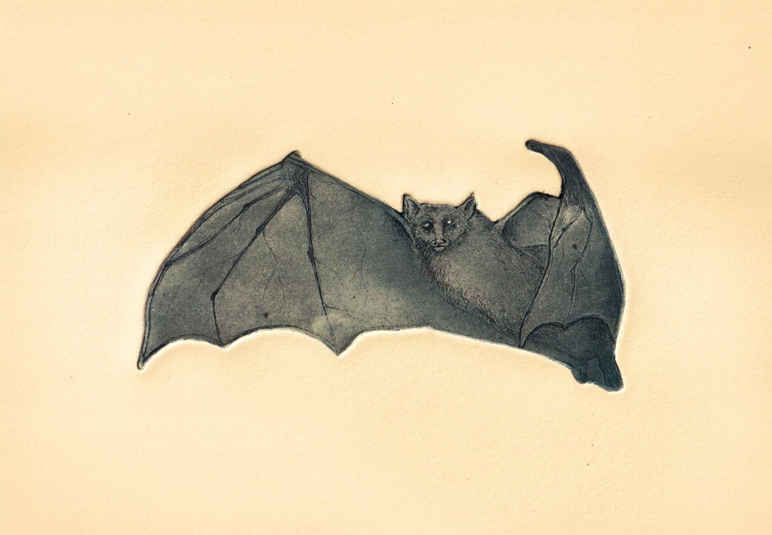 Phil Cut on Cream.jpg