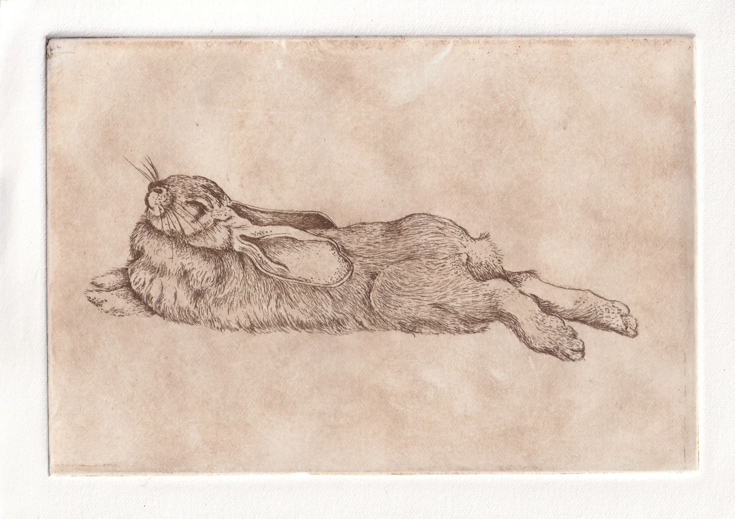 Sleeping Hare Etching.jpg