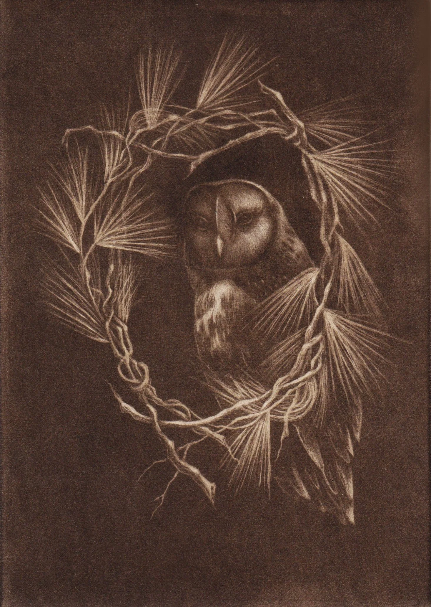 "Resilience with Barn Owl" 5x7 Mezzotint in Burnt Umber on Rives BFK