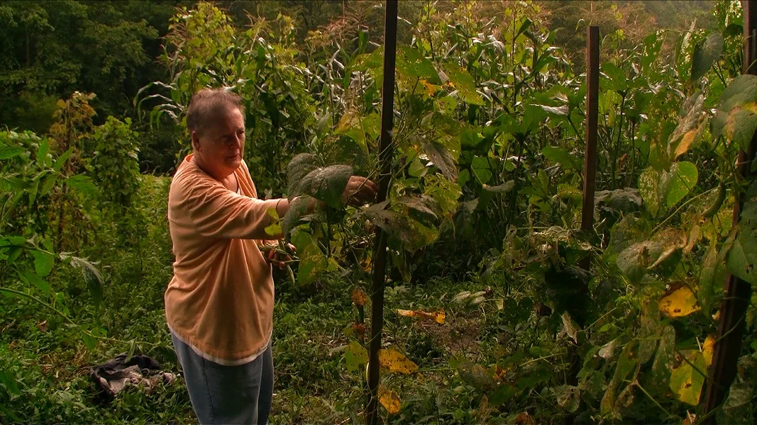 linefork-opal-picking-okra-lo-res.jpeg