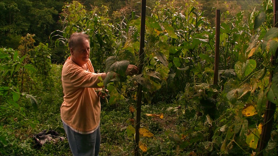 linefork-opal-picking-okra-lo-res.jpeg