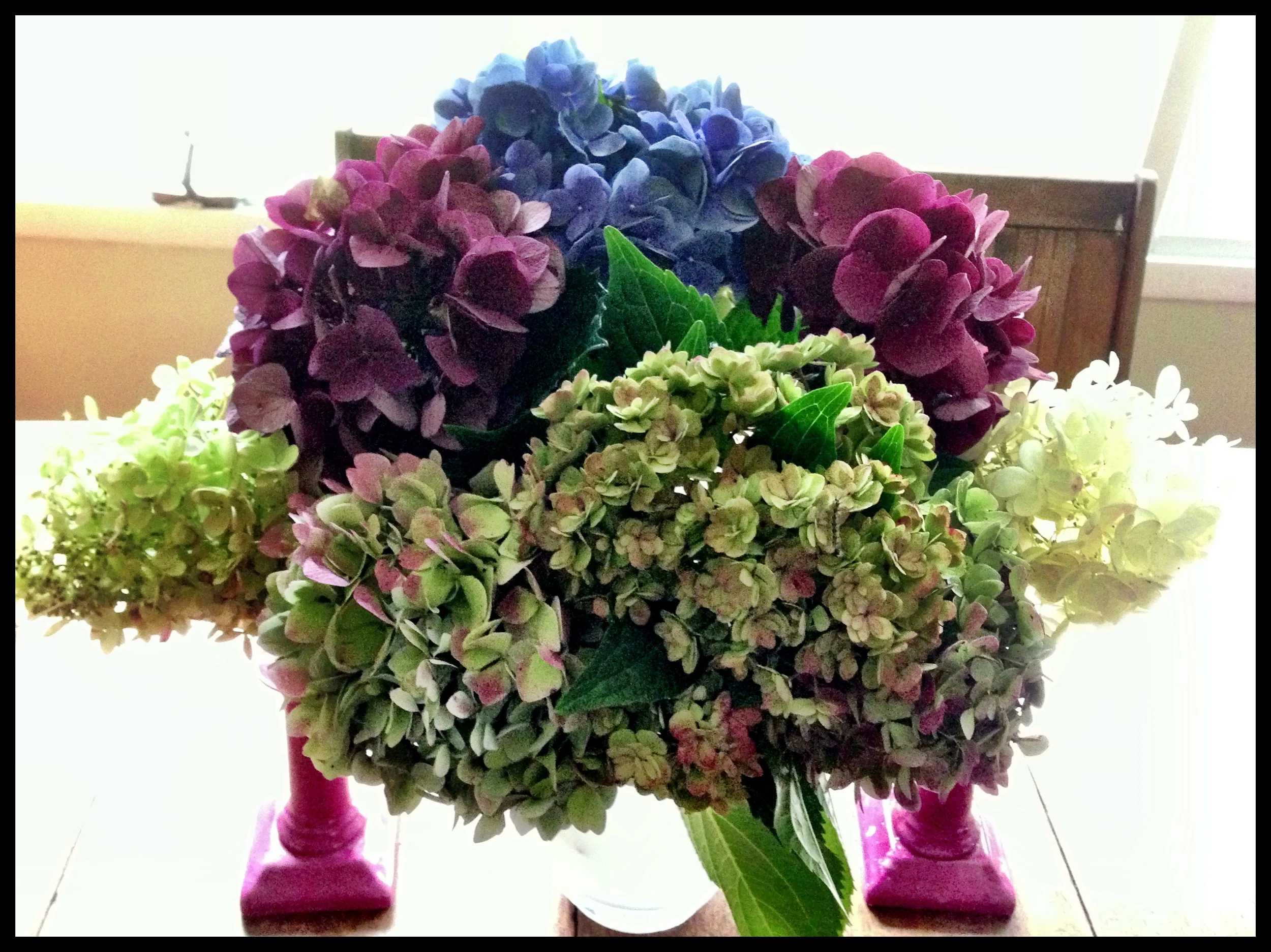 Hydrangeas from my garden