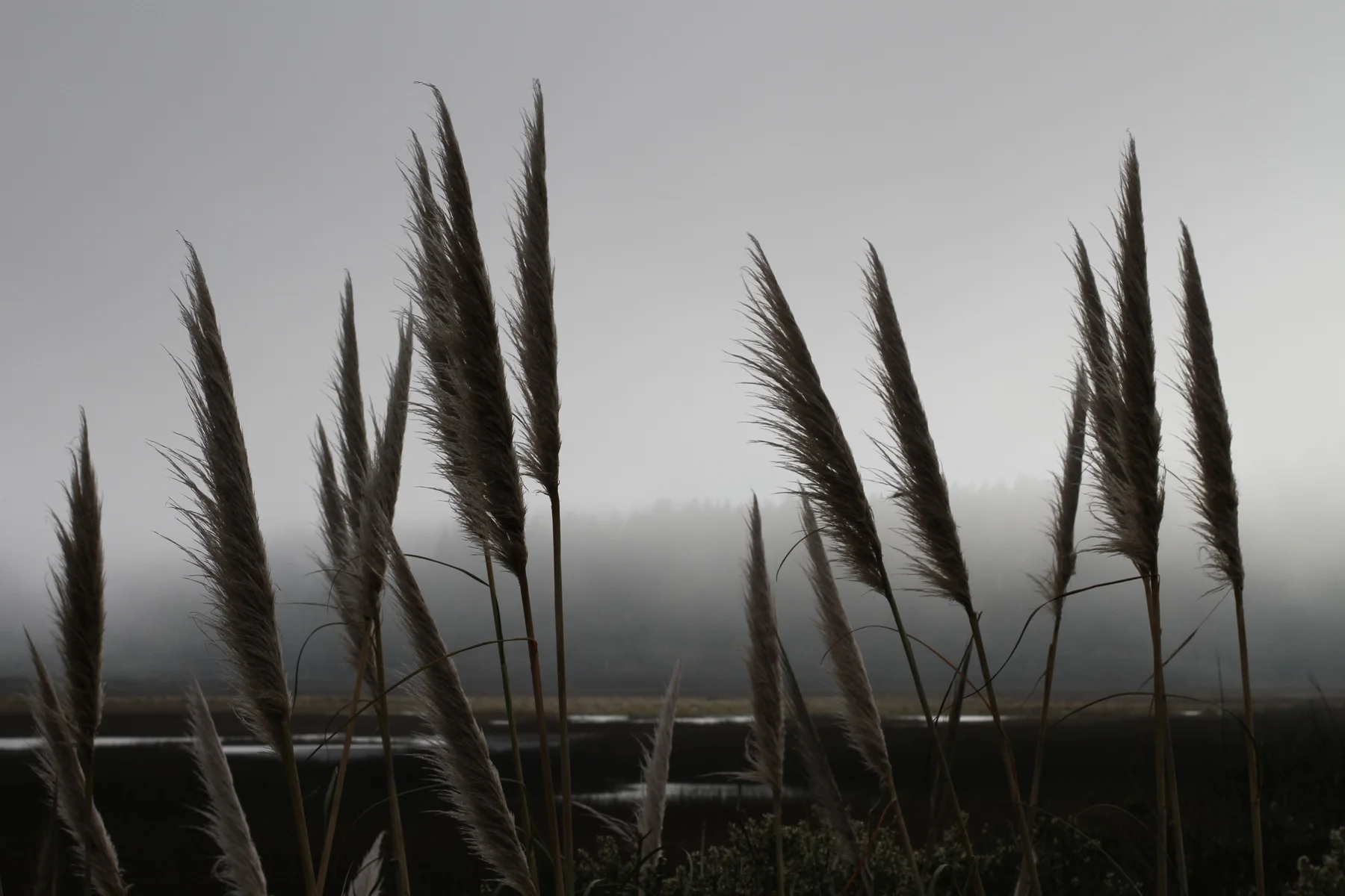 Cat_Tails.jpg
