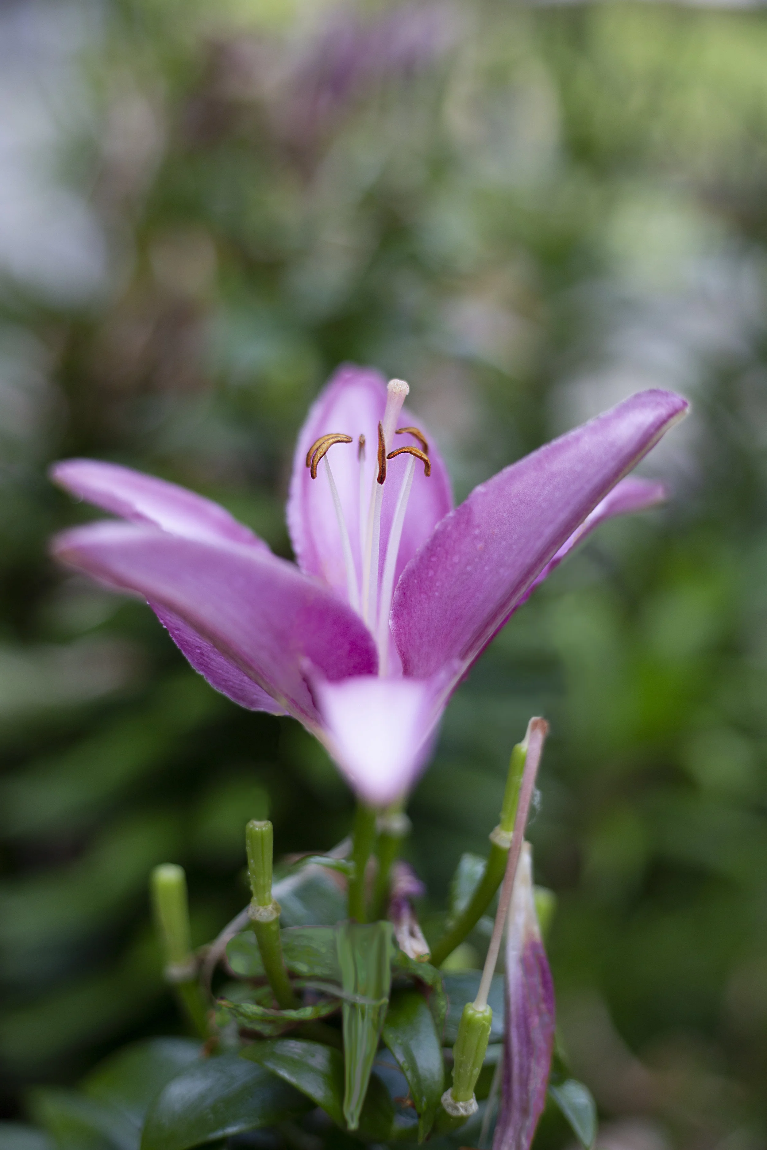 purpleflower.jpg