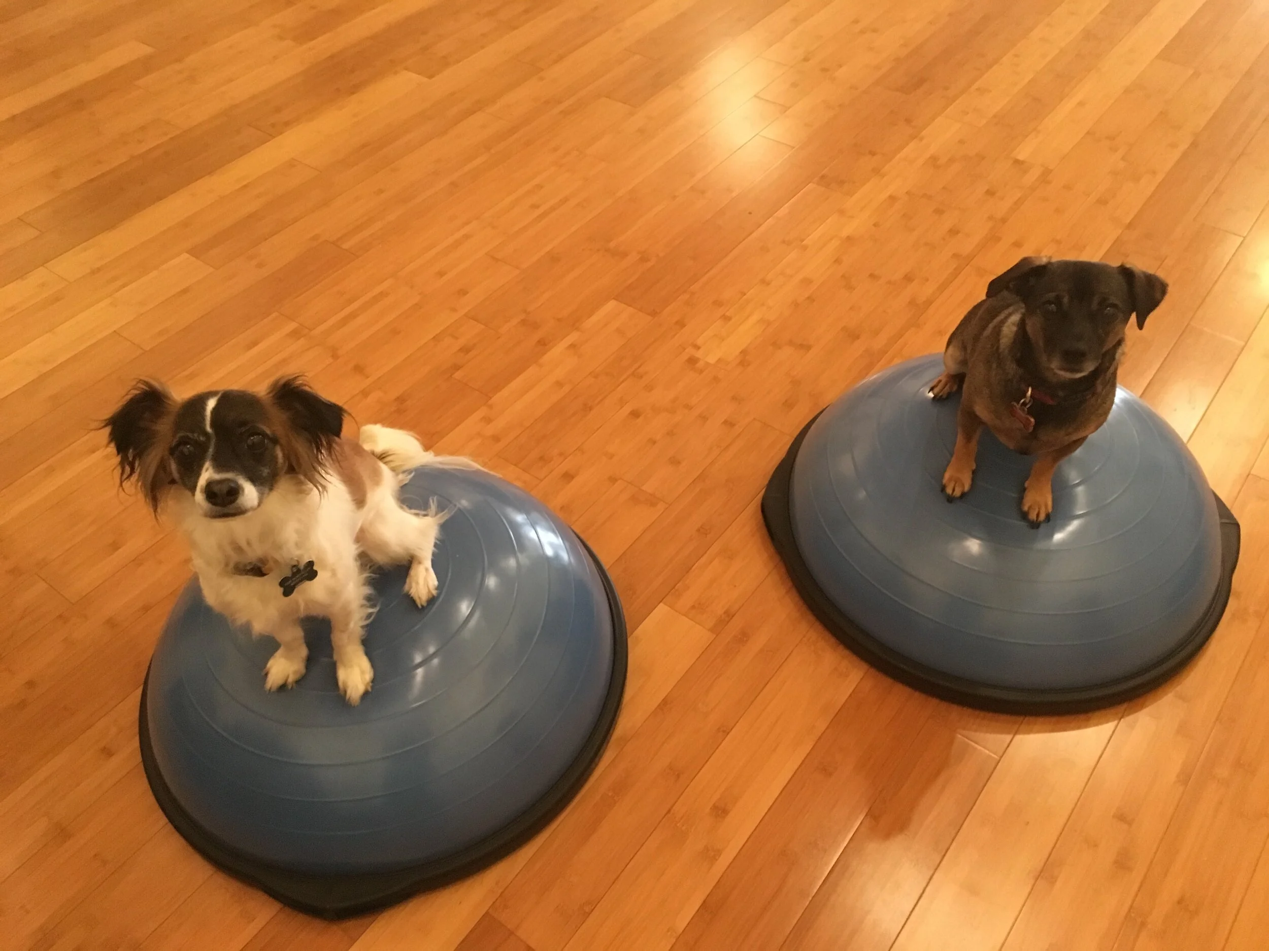 Bosu Coredination Pilates.jpeg