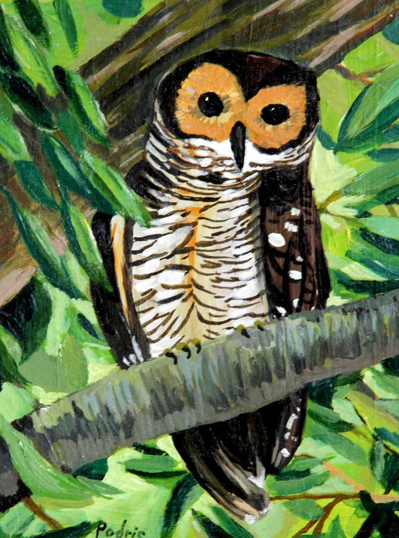 wood owl-web.jpg