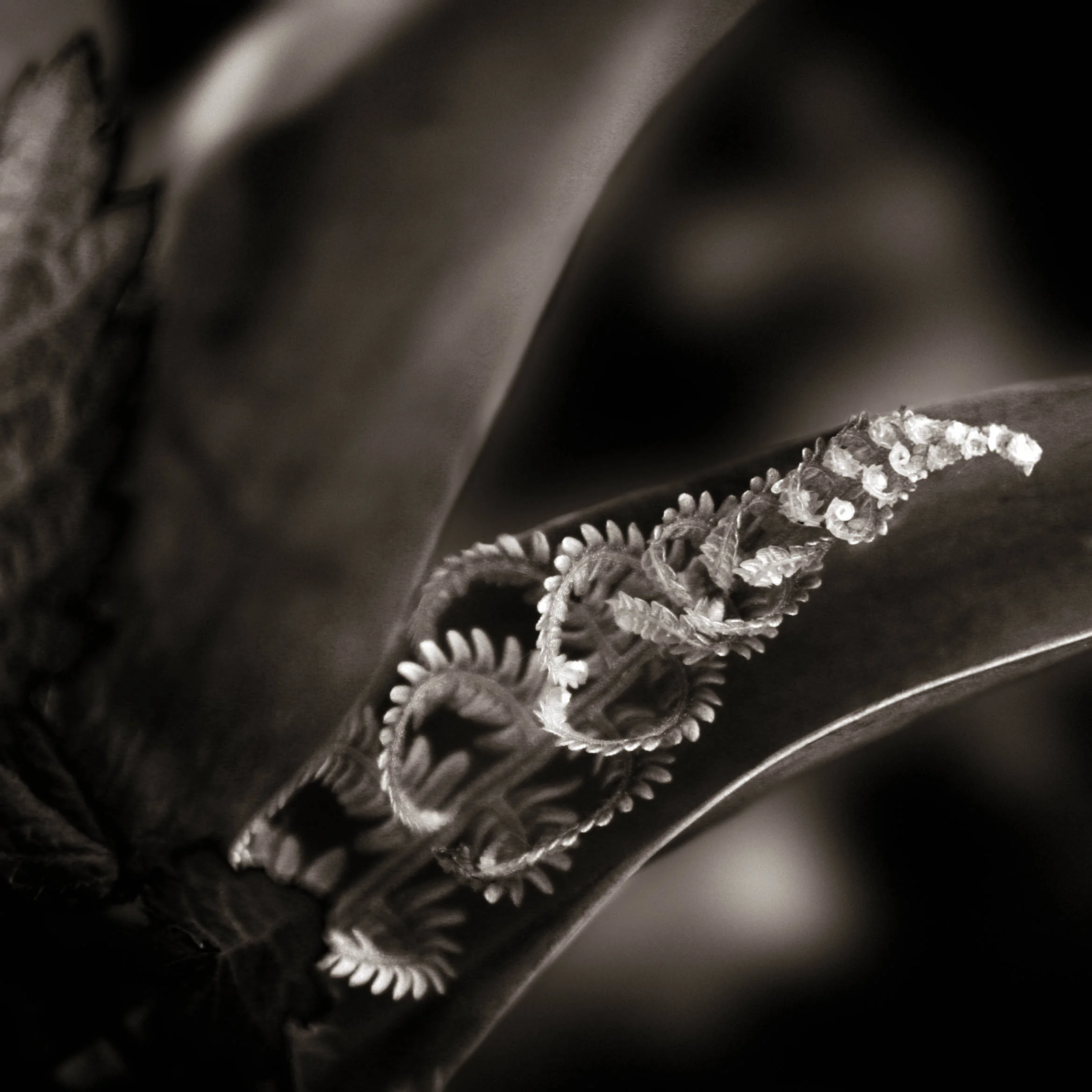 _MG_0004_bw_sq.jpg