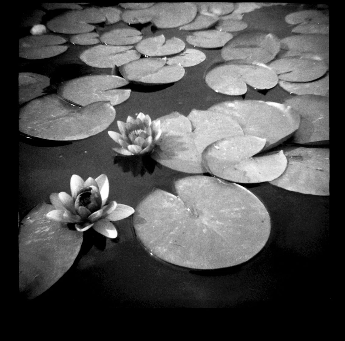 Lilypads in Arvada.jpg
