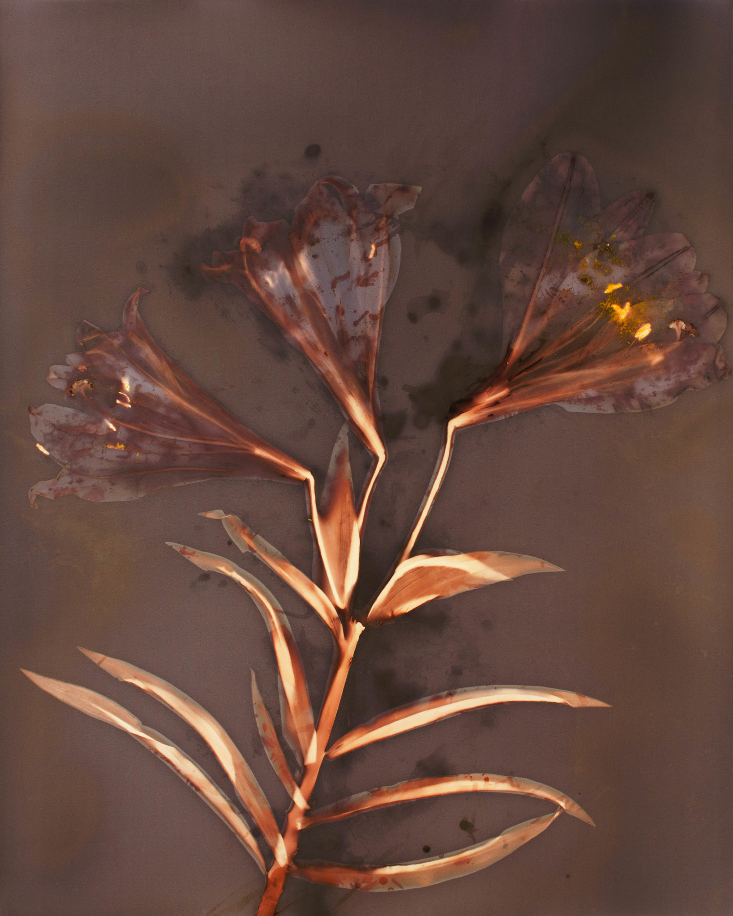 Easter_Lilly.jpg