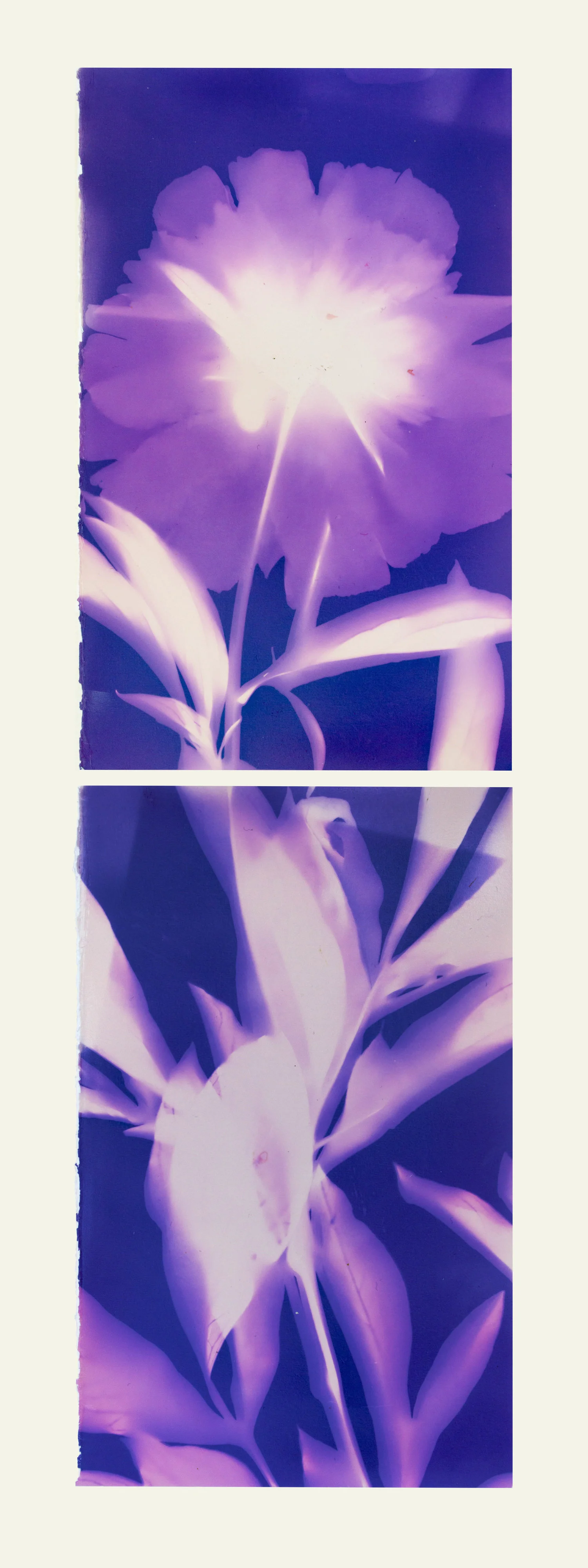 Tulip_Pink_Purple_Double-1.jpg
