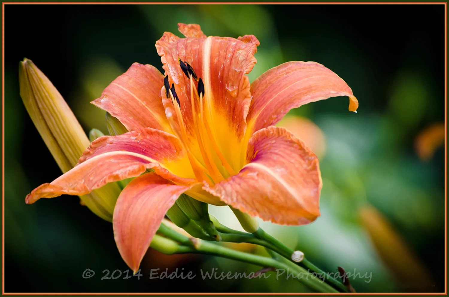 Orange Lily #1
