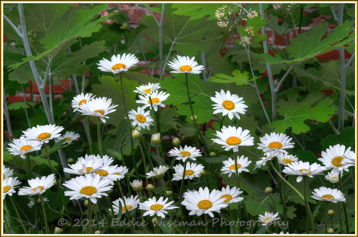 Field of Daisies #1
